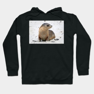 Seal pup on the beach on Kangaroo Island in South Australia Hoodie